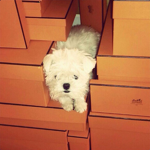 funny-rich-dogs-instagram-kaylin-pound-26
