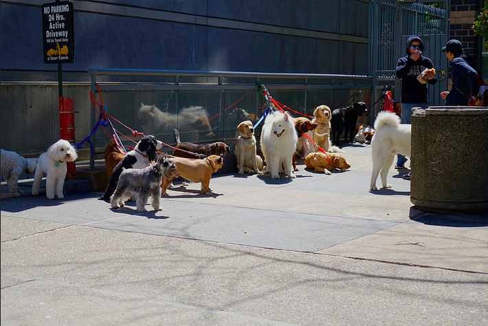 UESdogs