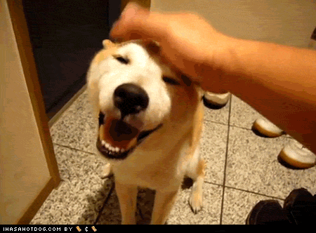 dog gif