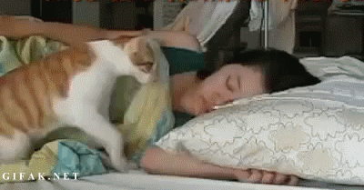 giphy-3