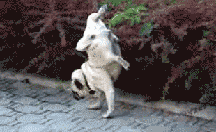 giphy