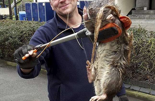 This Massive, 25-Pound Rat from London Makes NYC's Rodent Scene Look ...